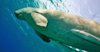 Inspirasi Terbaru 40 Gambar Hewan  Laut Dugong