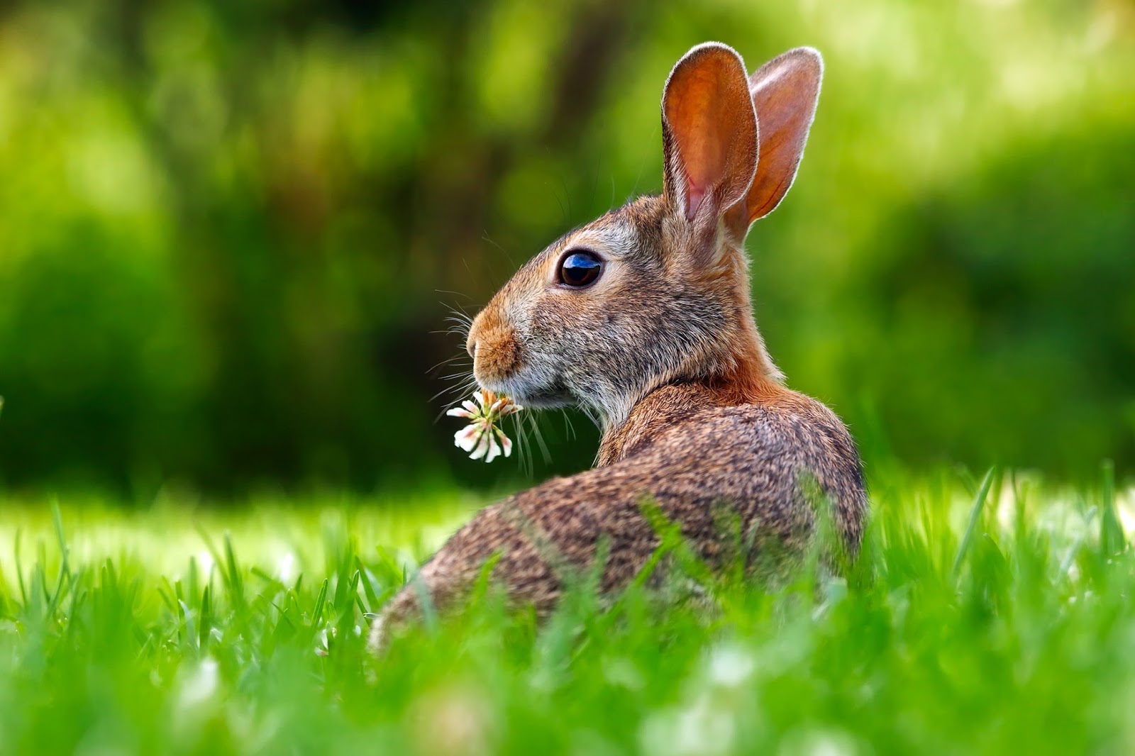 Picture of a cute rabbit in the grasslands.