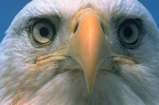 eagle face wilad animal bird picture species aves carnivorous wallpaper