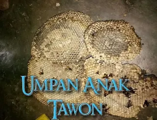 mancing dengan umpan anakan tawon