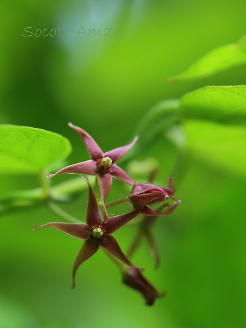 Vincetoxicum sublanceolatum