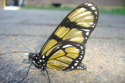 Borboleta amarela