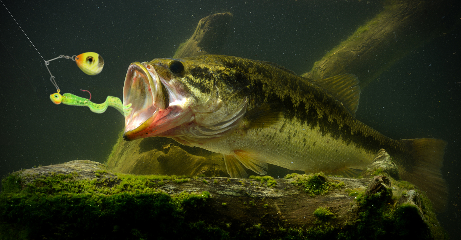 West Neck Creek Ramblings: Bass: Are They Smart As a Whip, Or Dumb As a  Rock?