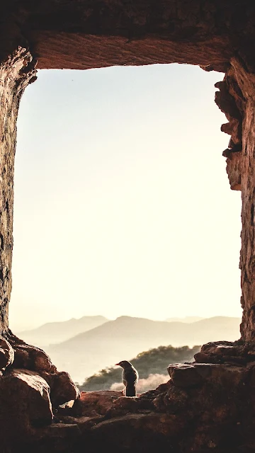 Plano de Fundo Pássaro Sobre uma Pedra