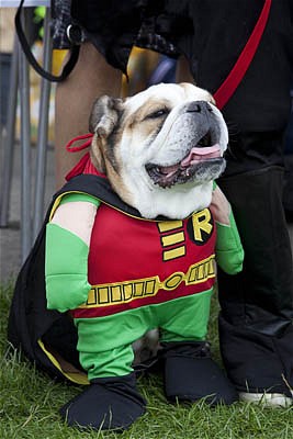 Dog Fancy Dress3