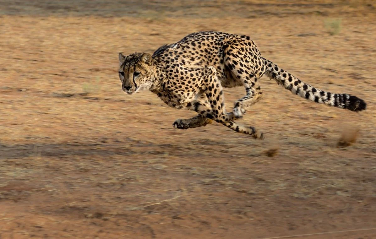 Dünyadaki en hızlı hayvanın ne olduğu sorulduğunda, muhtemelen çita denilecektir. Peki dünyadaki en hızlı hayvan hangisidir?