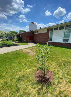 Willow shoot planted in front of a library