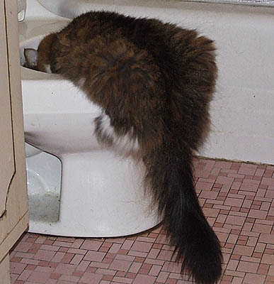 cat drinking from toilet