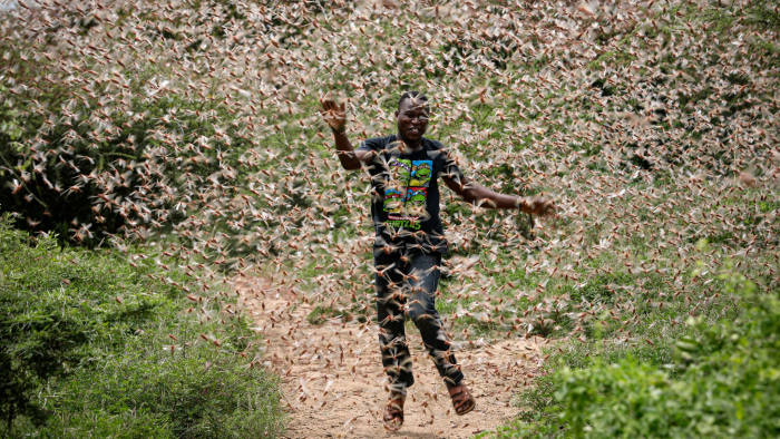 Ratusan Juta Belalang Tiba-tiba Menyerbu Afrika, Naviri Magazine, naviri.org