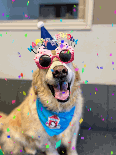 Happy Birthday GIF Funny Dog