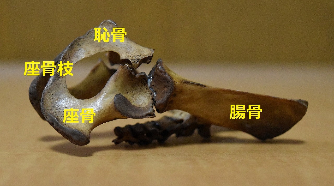 故有事 シカの寛骨から From The Hipbone Of Sika Deer 故有事 シカの寛骨から From The Hipbone Of Sika Deer