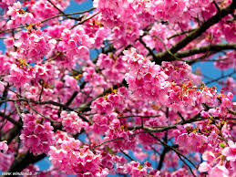 Nuevos Mensajes frases saludos por el día de la primavera - 30 de Agosto