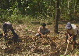 Ginger Rhizome Harvesting Pictures