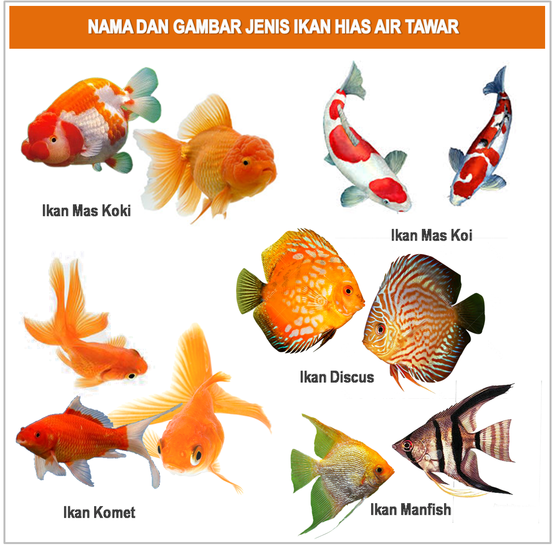 Koleksi Gambar Kartun Ikan Koki