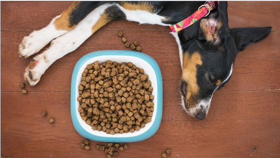 When Your Dog Refuses Food and Water: What to Do Next