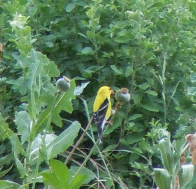 goldfinch on poppy seedhead