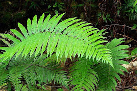 green ferns in forest