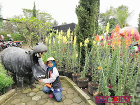 Bercuti Bandung Kebun Begonia Lembang