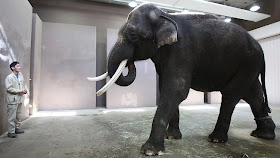 Wah, Gajah Ini Bisa Meniru Suara Manusia [ www.BlogApaAja.com ]