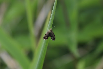 Brandnetelmot - - Anthophila fabriciana