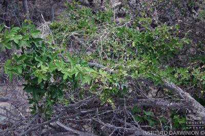 Granadilla (Passiflora tucumanensis)