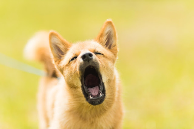 5 Ways To Get Your Dog To Stop Barking