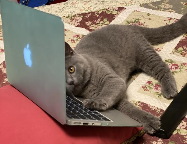 Epaminondas, o gato explicador