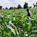 South-East gets National Crops and Roots protection Bill 