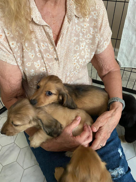 New Puppies. Share NOW. #puppies #dachshunds #baby puppies #eclecticredbarn