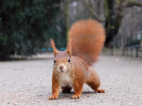 Red Squirrel Puzzle