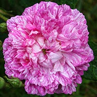 Incomparable d'Auteuil (Rosa Gallica)