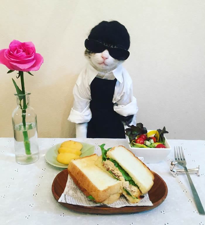 El gato que te cautivará con sus trajes - sandwich