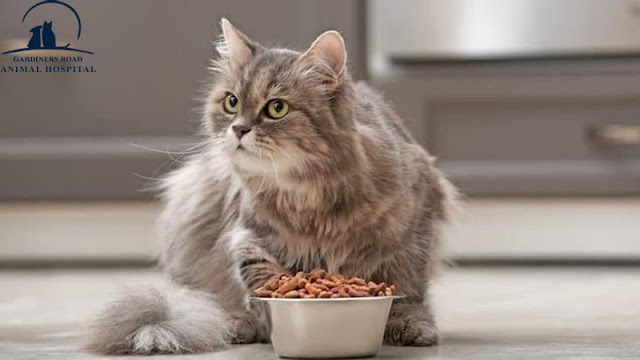 Pet Nutrition Kingston - How much should you feed your cat?