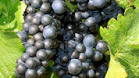 7 Manfaat Dahsyat Anggur Bagi Kesehatan Badan Anda
