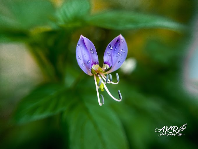 Life with Flowers