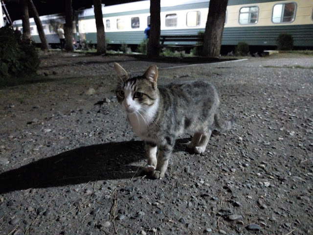 ジョージアからの出国手続きを行ったガルダバニで見かけた猫