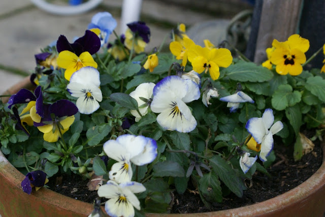 Violas