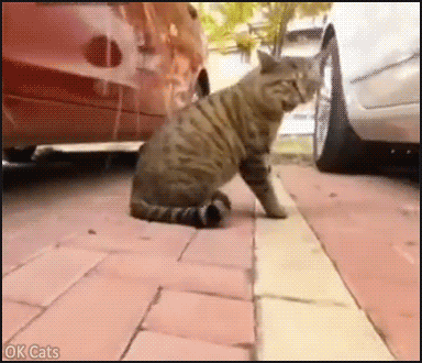 Funny Cat GIF • Impressive close-up on cat face during a fight. He looks very upset, haha!  [ok-cats.com]