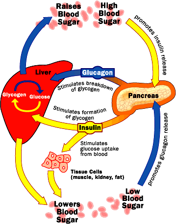 Hormon Insulin dan glukagon