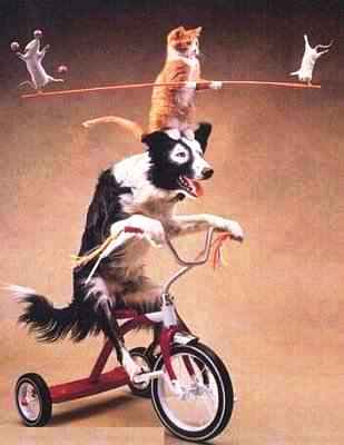 funny-dog-circus