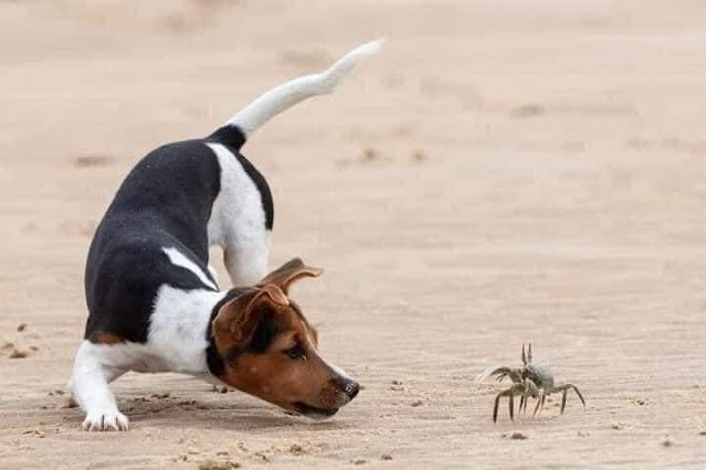 Encontro incrível entre um cãozinho e um caranguejo