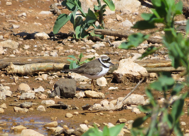 Little Ringer Plover - Embalse de los Molinos, Fuerteventura