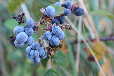 Dauwbraam - Dúntoarnbei - Rubus caesius