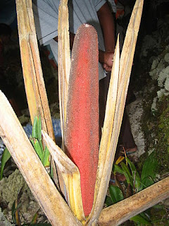 7 Manfaat Buah Merah Papua untuk Kesehatan