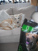. when the postman delivered a huge bag of More Dog Food for the Madhouse . (more dog food)