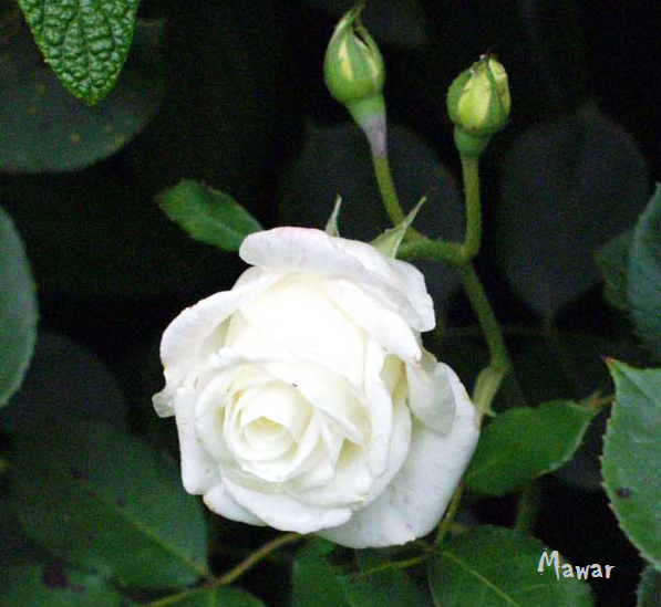 Bunga Mawar Putih - White Rose Photos - Alam Mentari