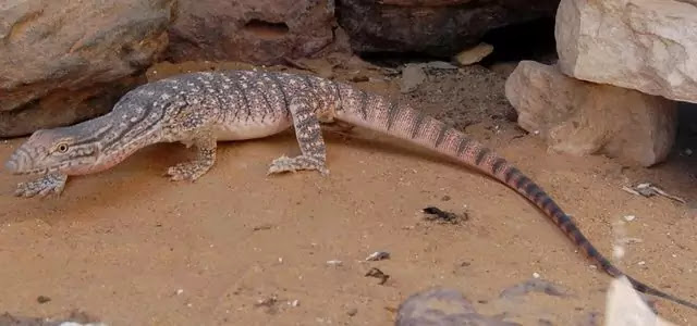 Top 10 animals found in the sahara desert