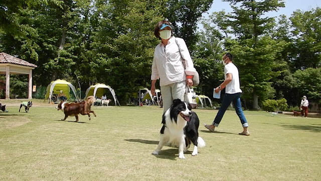 保護犬 ボーダーコリー トーマ 小谷流の里ドギーズアイランド