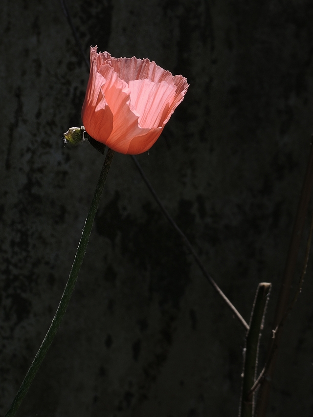 Geklets: over de tijd die vliegt, een afscheid, medicatie, chaos, linkjes en foto's van mooie bloemen ...