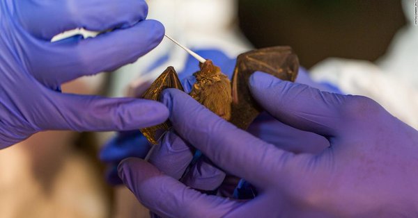 A bat hunter has spent whole 10 years attempting to stop the new massive pandemic; specifically, new coronaviruses